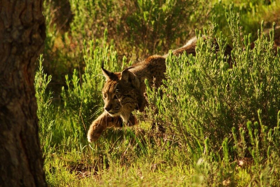 Iberian Lynx: From 94 Individuals to a Record 2,663. How the World's Once Most Endangered Cat Was Saved
