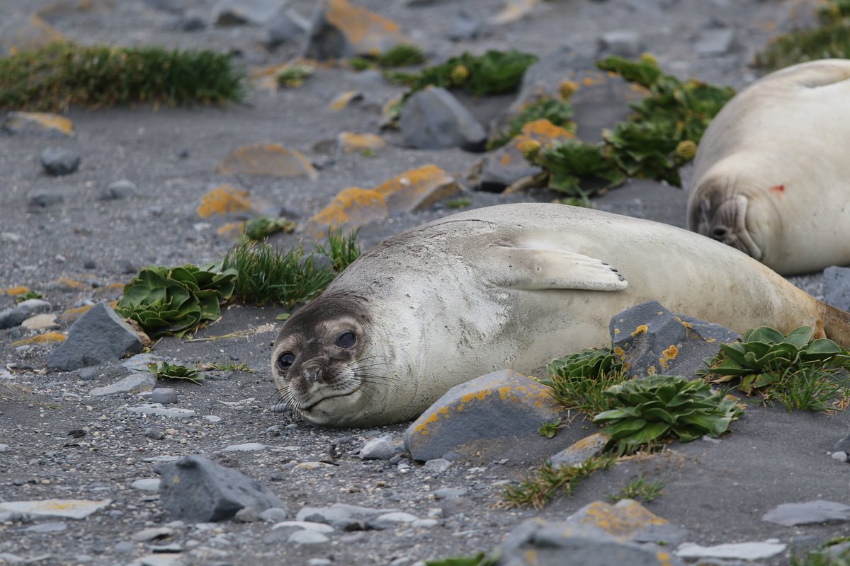 Bird flu killed 13,000 seal pups on a subantarctic island. H5 also reached mainland Australia for the first time