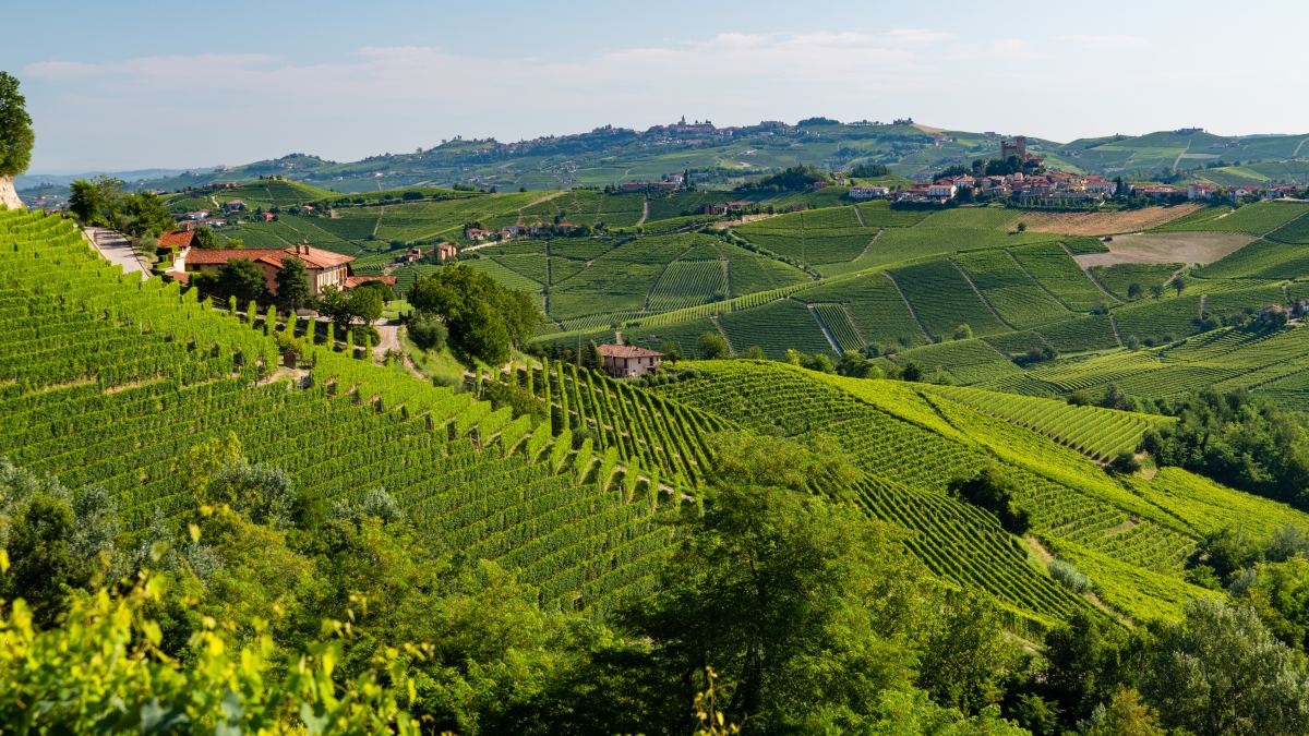 Thieves made off with 3,000 bottles of Barolo from an Italian winery. They loaded them with the company's own forklifts and drove them away in the company's own vans