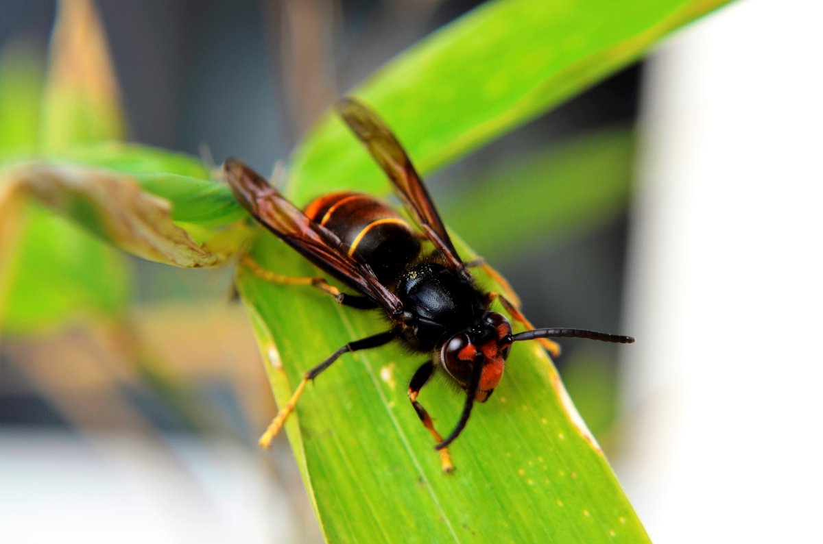 An Asian hornet nest was found in Uloža in the Spiš region. It's the fifth discovery in Slovakia, and beekeepers say hornets have been flying there for two years already
