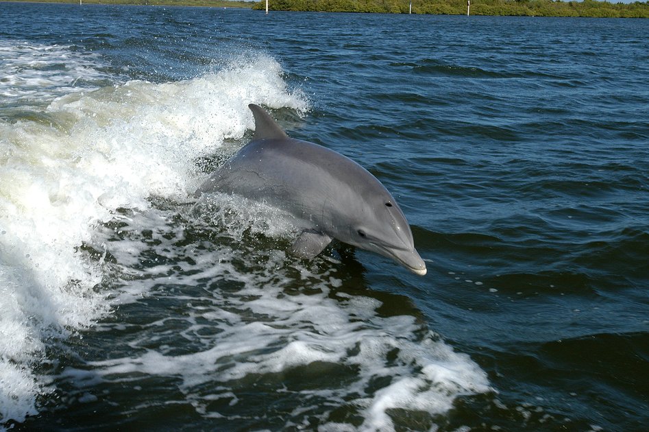 Japan Evacuates 260,000 People Ahead of Typhoon Dolphin